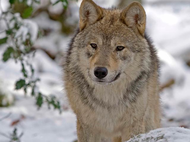 maison-des-loups.jpg