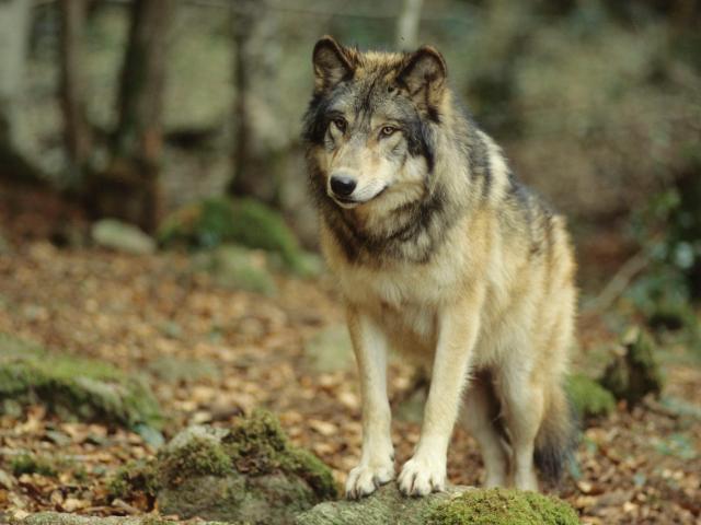 LOUP D'EUROPE
Canis lupus