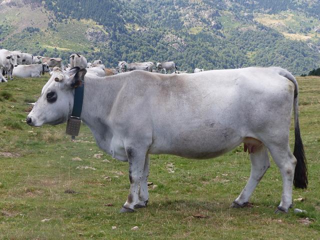 Vache Gasconne Des Pyrenees